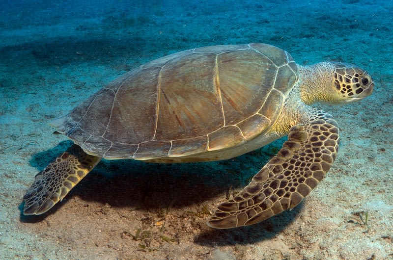 3 loggerhead sea turtles tracked by OCEARCH ping off NC coast Sunday morning