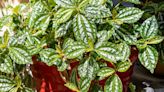 How to Grow and Care for an Aluminum Plant, a Low-Maintenance Houseplant With Metallic Leaves