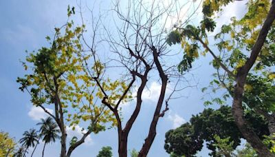 屏東縣民公園大門阿勃勒老樹枯死 民眾擔心倒塌威脅人車安全