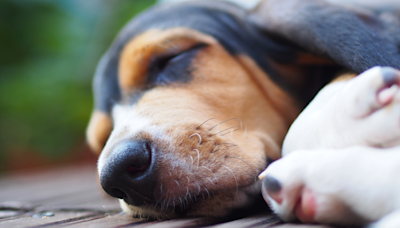 Sleepy Basset Hounds Only Wake Up for One Treat and It's Too Cute