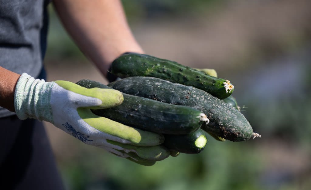Another Cucumber Recall Impacts States Across the U.S.