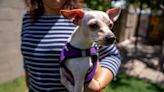 Phoenix bilingual domestic violence shelter helps survivors keep their furry family members