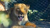 A new big cat is coming to Zoo Boise. Here’s why she’s coming and when you can see her