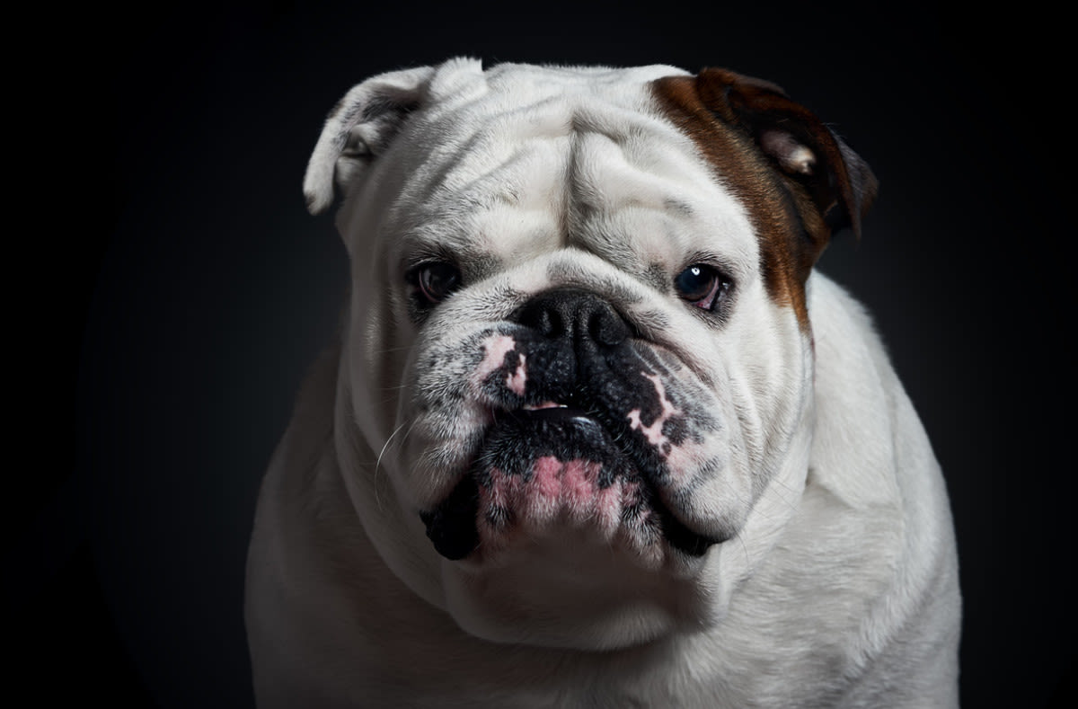 English Bulldog Refuses to Speak to Mom After She Won’t Serve Second Breakfast