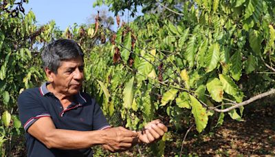 Sequía ‘marchita’ los cultivos de café en Chiapas: El 90% de la siembra está en riesgo