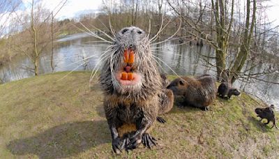 Panic as dangerous 3ft creatures with orange teeth invade California