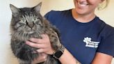 Animal Control Officer Finds Cat Missing for 12 Years in His Backyard: 'Just Unbelievable'