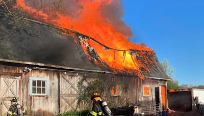 Westport Animal Control searching for pigs that escaped barn fire | ABC6