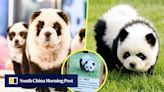Fears for ‘panda dogs’ in China zoo dyed black and white to look like bears