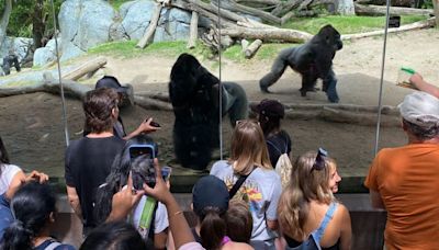 Zoos’ new dilemma: Gorillas and screen time