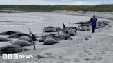 Dozens of whales dead in huge mass stranding on Orkney beach