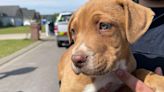 Puppy rescued from storm drain in La Vergne