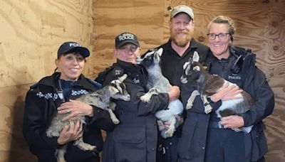 Stolen baby goats found abandoned in field