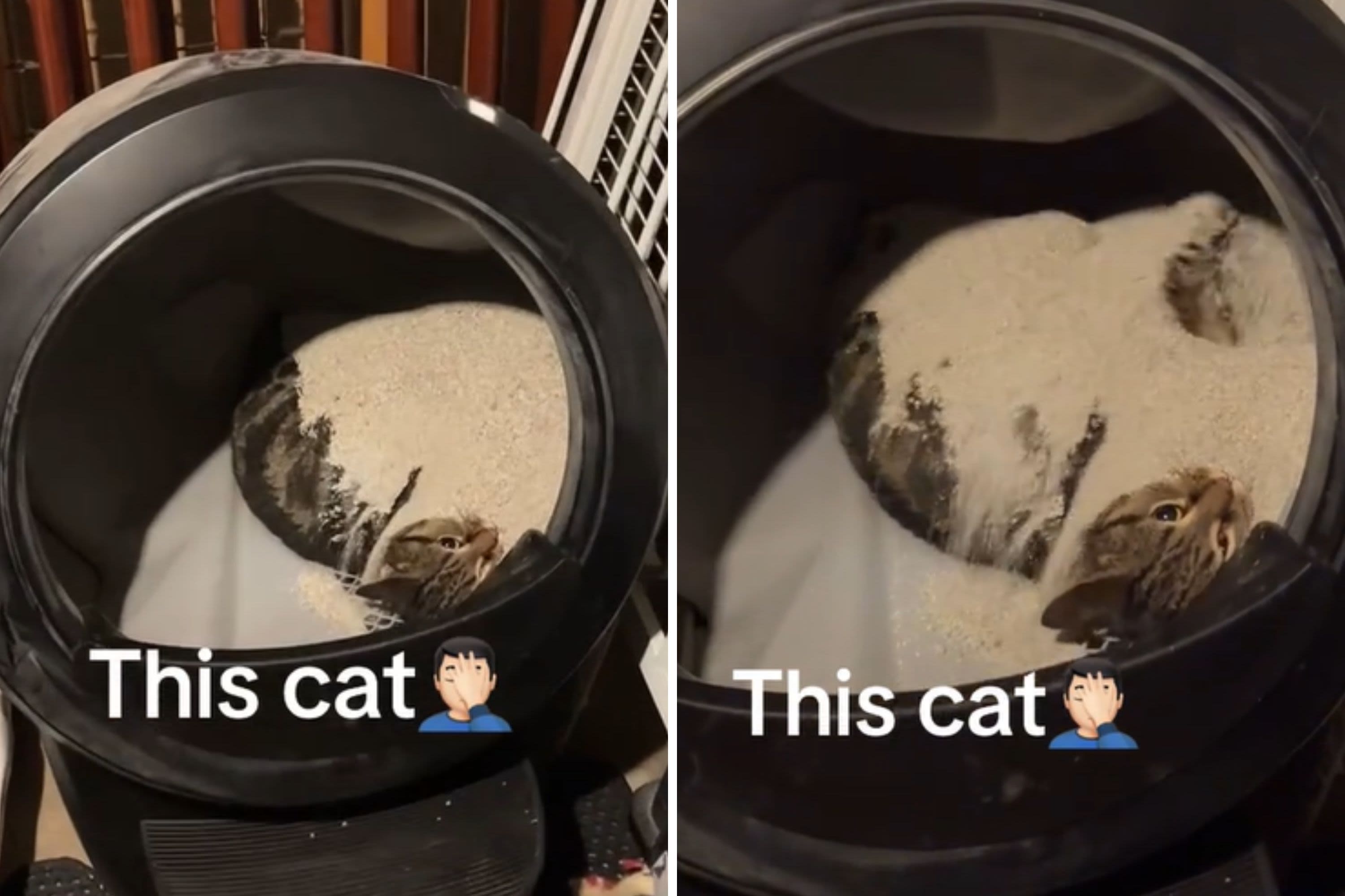 Viral vid shows cat has absolutely no idea how to use automatic litter tray