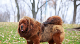 See the newest dog breeds recognized by the American Kennel Club