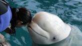 Mourning Mauyak: Chicago aquarium's beluga whale 'ambassador' who touched millions dies at 41