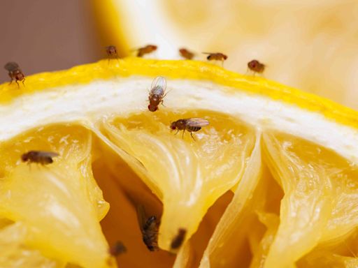 The Only Way To Get Rid of Fruit Flies, According to a Pest Control Expert