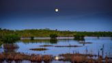 How the Moon's wobble might have murdered 40 million mangrove trees