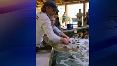 Rare amputee sea turtle finds home at Gumbo Limbo Research Center - WSVN 7News | Miami News, Weather, Sports | Fort Lauderdale