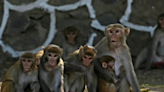 India heatwave hits wildlife as thirsty monkeys drown in well