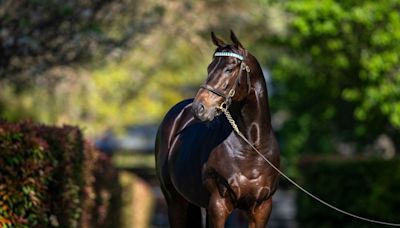 Too Darn Hot leads Darley sires available on southern hemisphere time