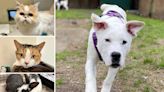 5 pets from RSPCA Brighton who are on the lookout for their forever homes