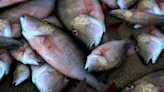 750,000 fish killed in Iowa river, DNR seeks justice
