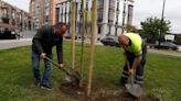 Tres magnolios más para decorar una de las entradas de Avilés