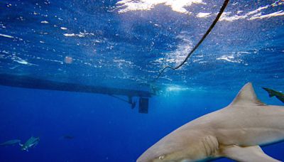 Florida shark attack leaves man with "severe bite"