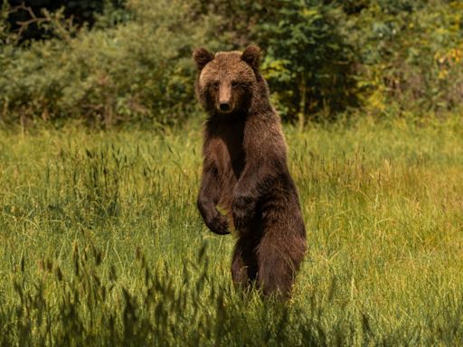 Bear Breaks Into California School Classroom Like He’s Got Homework to Finish