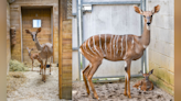 Lesser kudu named 'Mandazi' born in the Maryland Zoo