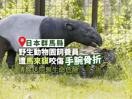 日本野生動物園發生馬來貘咬人 飼養員手腕骨折直昇機送院