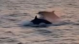 Rare video shows Orca pod swimming south of Destin