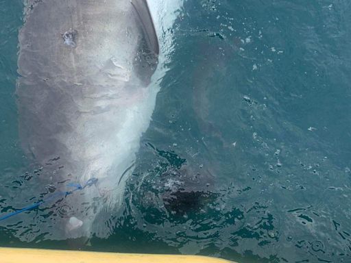 Shark spits out land-loving creature in front of shocked scientists