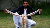 Baby Goat in Pakistan with 21-Inch-Long Ears Wants to Create New Guinness World Record