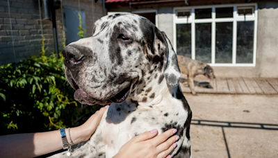 Great Dane’s Funny ‘Kraken’ Noises Are Just Too Perfect