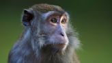 Monkey Lives for Two Years With Gene-Hacked Pig Kidney