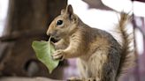 Is it illegal to feed squirrels in your garden?