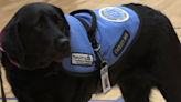 Kiwi the courthouse canine bringing joy to students