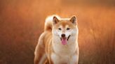 Dogecoin, Floki, Shiba Inu caen tras la muerte del icónico Kabosu