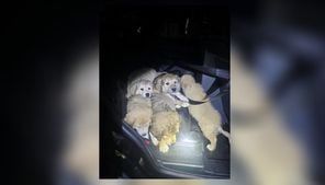 Dirty, dehydrated puppies found abandoned outside Ohio home