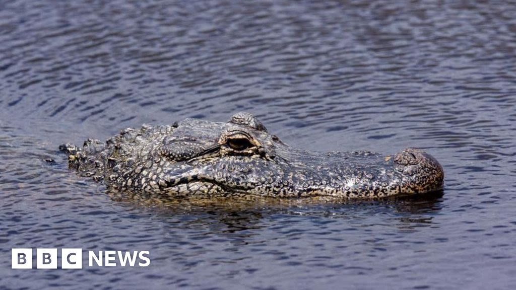 Woman's body found inside jaws of Texas alligator