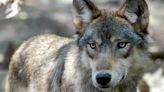 Conservation groups to sue feds for denying protections to Rocky Mountain gray wolves