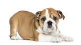 English Bulldog Puppies: Cute Pictures and Facts