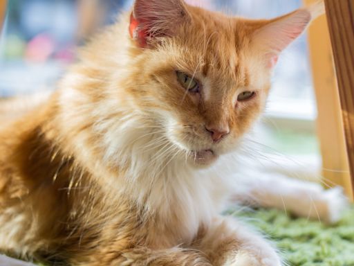 Maine Coon Mom Searches Desperately for Missing Cat and Finds Him in Most Unlikely Spot