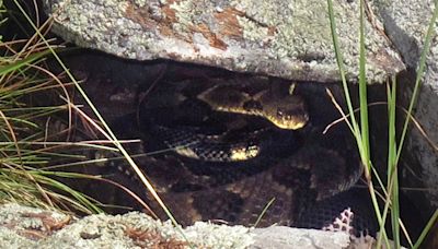 Reaparece una extraña criatura en las montañas de China tras décadas de estar oculta - El Diario NY