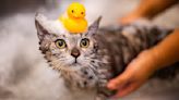 How to Give a Cat a Bath: Pro Tips to Make It Less Stressful for You and Your Feline