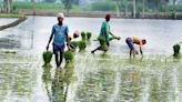 To shift from paddy, Punjab farmers demand high-yielding options, assured buyback