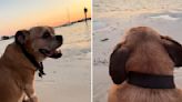 'We Were Crying On The Way Home': A Sunset, A Dog, And A Heartwarming Moment