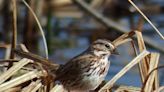 This is the key to identifying Maine’s 16 varieties of sparrows